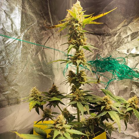 Banana Purple Punch Auto growlog timeline photo