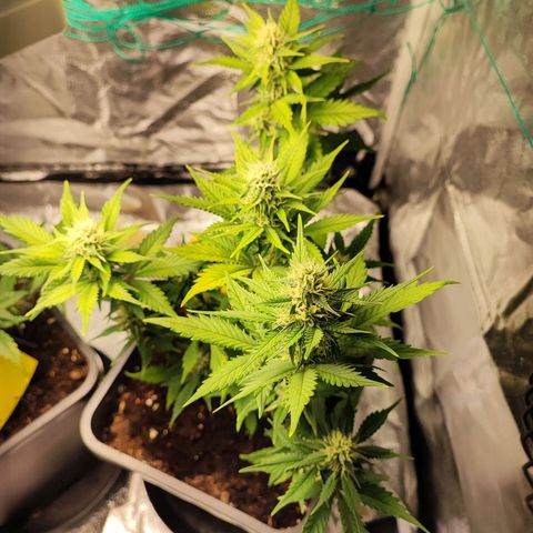Banana Purple Punch Auto growlog timeline photo