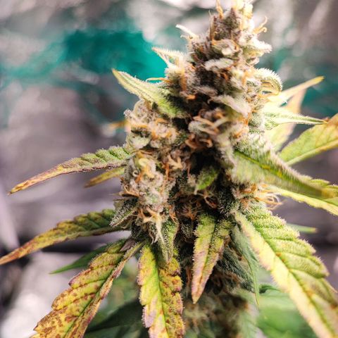 Banana Purple Punch Auto growlog timeline photo