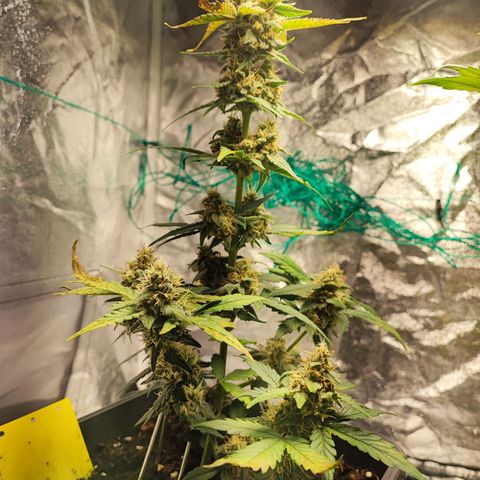Banana Purple Punch Auto growlog timeline photo