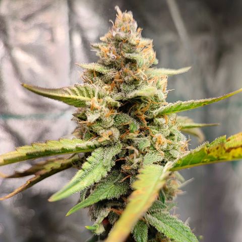 Banana Purple Punch Auto growlog timeline photo