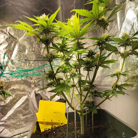 Banana Purple Punch Auto growlog timeline photo