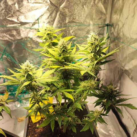 Banana Purple Punch Auto growlog timeline photo