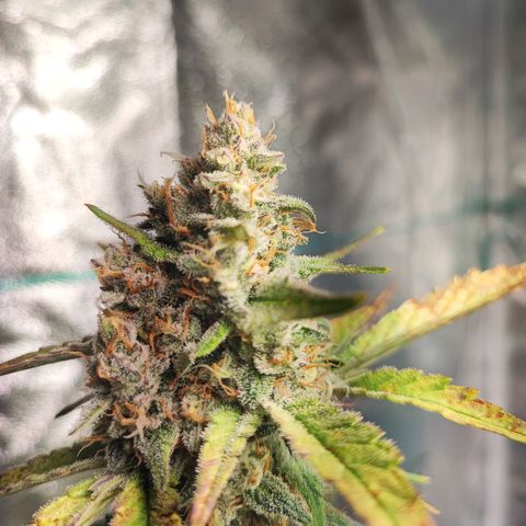 Banana Purple Punch Auto growlog timeline photo