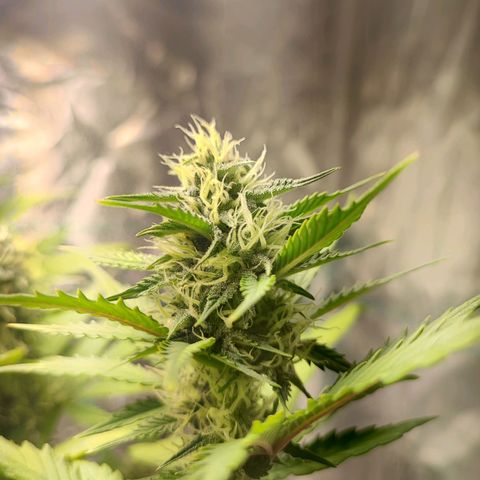 Banana Purple Punch Auto growlog timeline photo