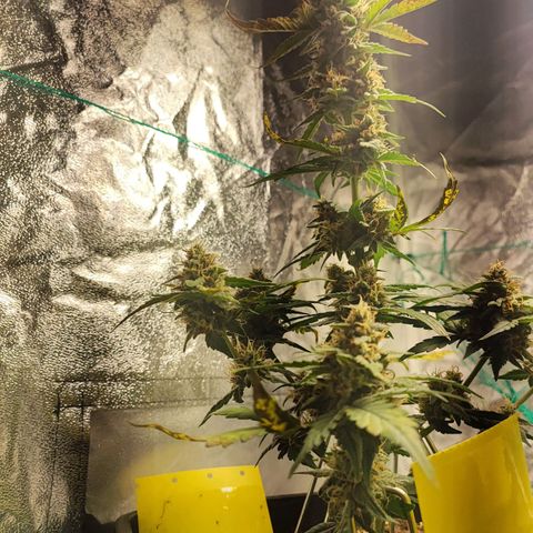 Banana Purple Punch Auto growlog timeline photo
