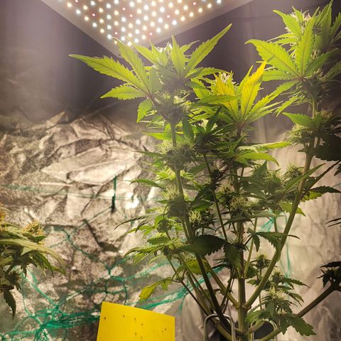 Banana Purple Punch Auto growlog timeline photo