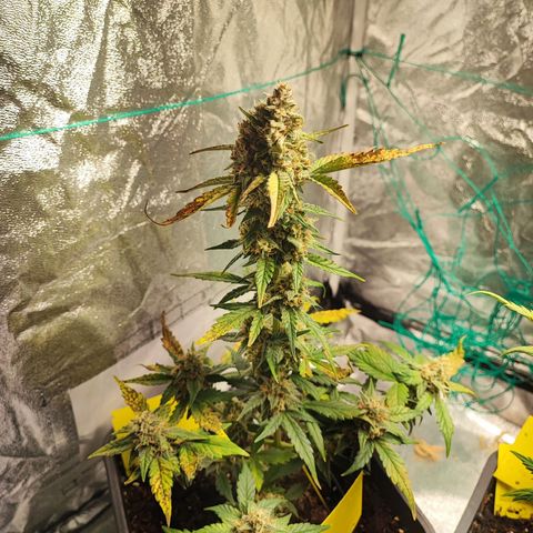 Banana Purple Punch Auto growlog timeline photo