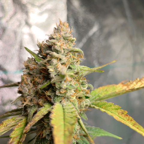 Banana Purple Punch Auto growlog timeline photo