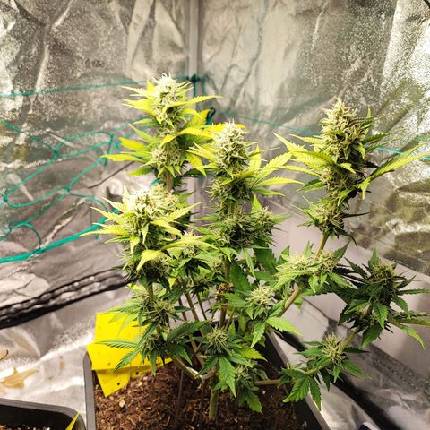 Banana Purple Punch Auto growlog timeline photo