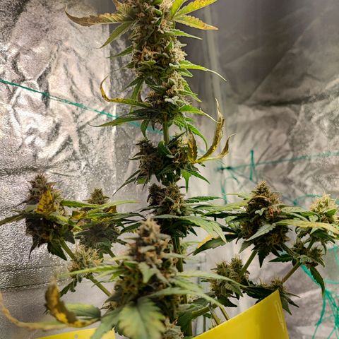 Banana Purple Punch Auto growlog timeline photo