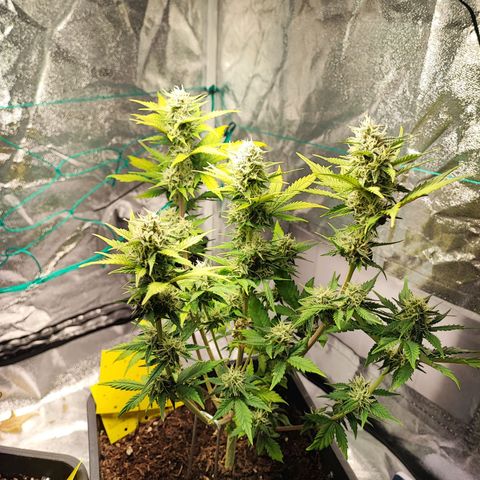 Banana Purple Punch Auto growlog timeline photo