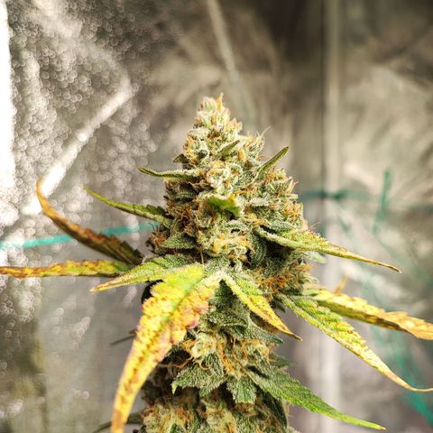 Banana Purple Punch Auto growlog timeline photo