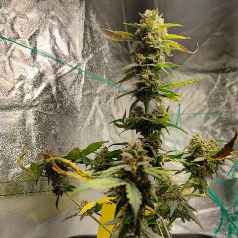 Banana Purple Punch Auto growlog timeline photo