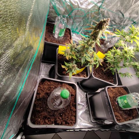 Strawberry Gorilla Auto  growlog timeline photo