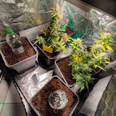Strawberry Gorilla Auto  growlog timeline photo
