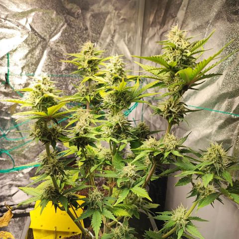 Banana Purple Punch Auto growlog timeline photo