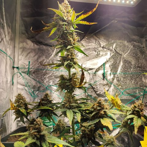 Banana Purple Punch Auto growlog timeline photo