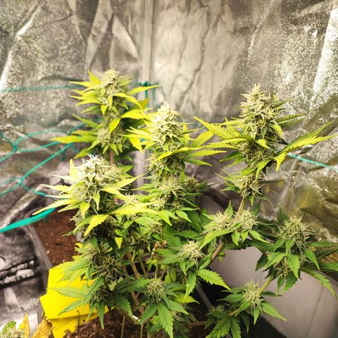 Banana Purple Punch Auto growlog timeline photo
