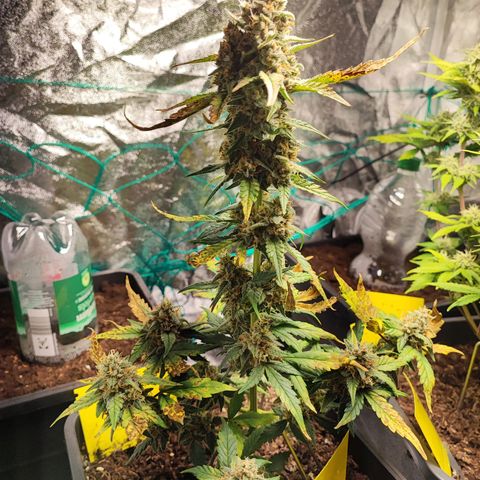 Banana Purple Punch Auto growlog timeline photo