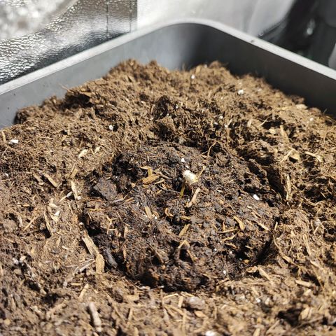 Strawberry Gorilla Auto  growlog photo: 4 von 4 schauen schon aus der Erde