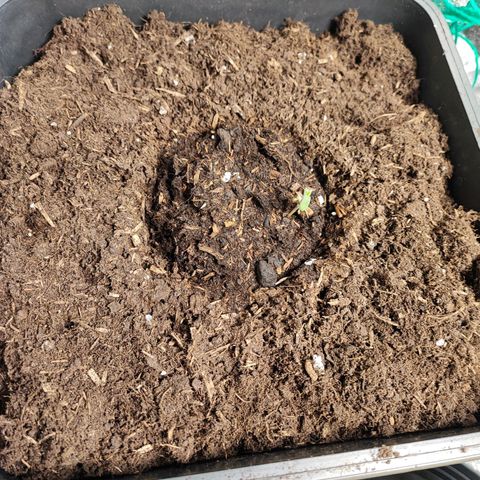 Strawberry Gorilla Auto  growlog photo: 4 von 4 schauen schon aus der Erde
