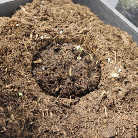 Strawberry Gorilla Auto  growlog photo: 4 von 4 schauen schon aus der Erde