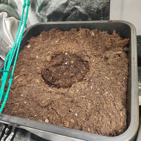 Strawberry Gorilla Auto  growlog photo: 4 von 4 schauen schon aus der Erde