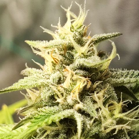 Banana Purple Punch Auto growlog timeline photo