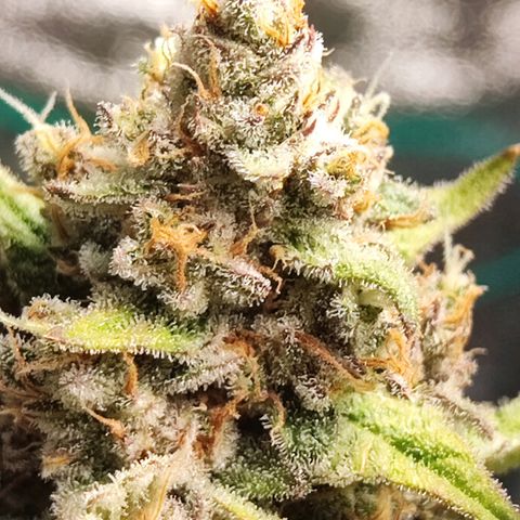 Banana Purple Punch Auto growlog timeline photo