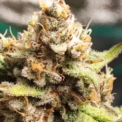 Banana Purple Punch Auto growlog timeline photo