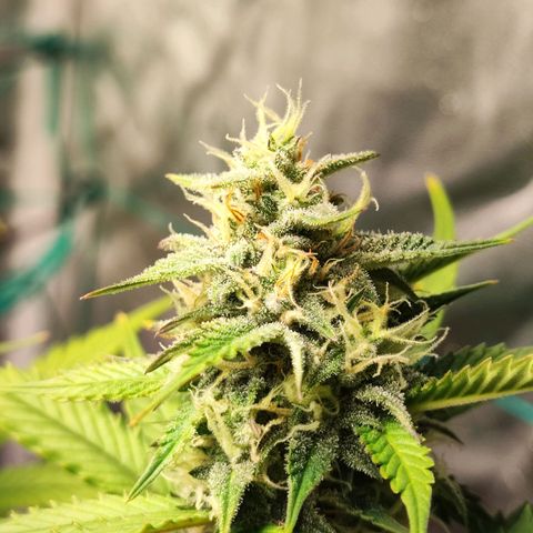 Banana Purple Punch Auto growlog timeline photo
