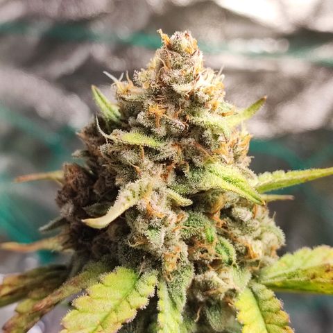 Banana Purple Punch Auto growlog timeline photo