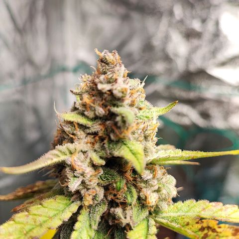 Banana Purple Punch Auto growlog timeline photo