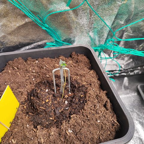 Strawberry Gorilla Auto  growlog photo: Sie spargeln etwas, da das Licht wegen den großen Pflanzen weiter weg ist