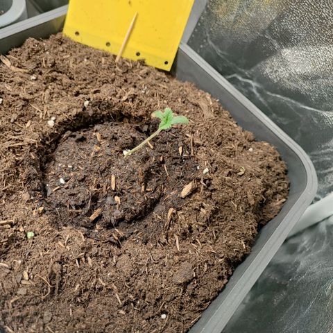 Strawberry Gorilla Auto  growlog photo: Sie spargeln etwas, da das Licht wegen den großen Pflanzen weiter weg ist