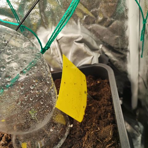 Strawberry Gorilla Auto  growlog photo: Sie spargeln etwas, da das Licht wegen den großen Pflanzen weiter weg ist