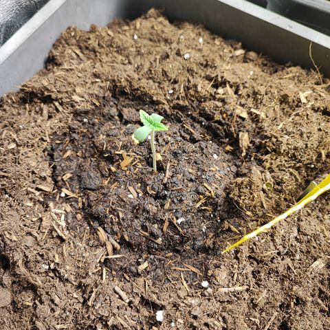 Strawberry Gorilla Auto  growlog photo: Sie spargeln etwas, da das Licht wegen den großen Pflanzen weiter weg ist