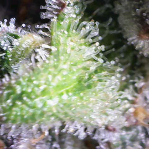 Banana Purple Punch Auto growlog timeline photo