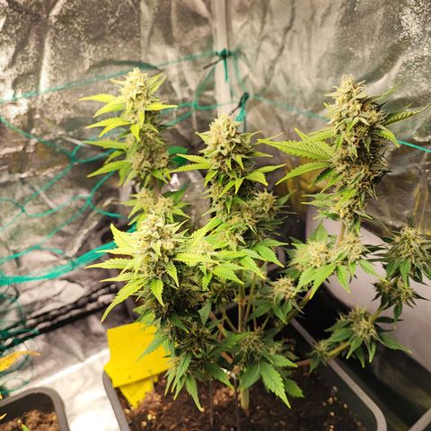 Banana Purple Punch Auto growlog timeline photo