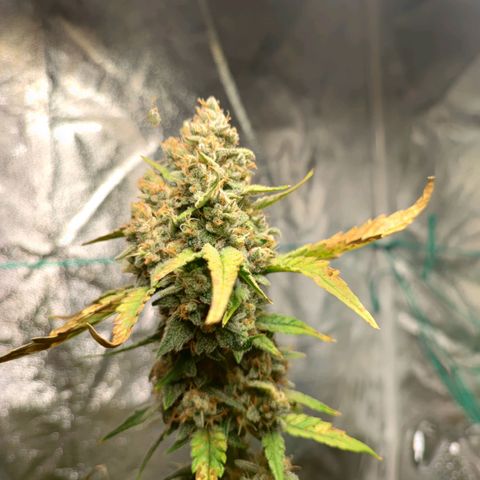 Banana Purple Punch Auto growlog timeline photo