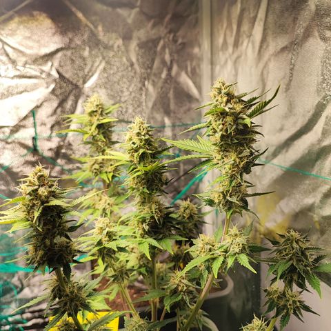 Banana Purple Punch Auto growlog timeline photo