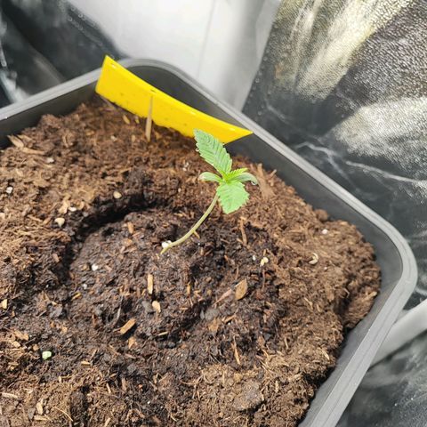 Strawberry Gorilla Auto  growlog photo: Erste Woche in der Erde 