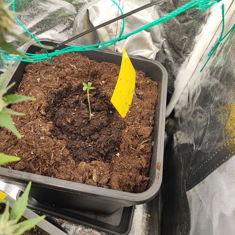 Strawberry Gorilla Auto  growlog photo: Erste Woche in der Erde 