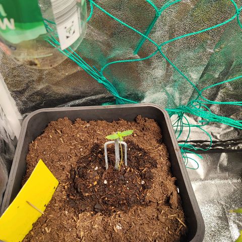 Strawberry Gorilla Auto  growlog photo: Erste Woche in der Erde 