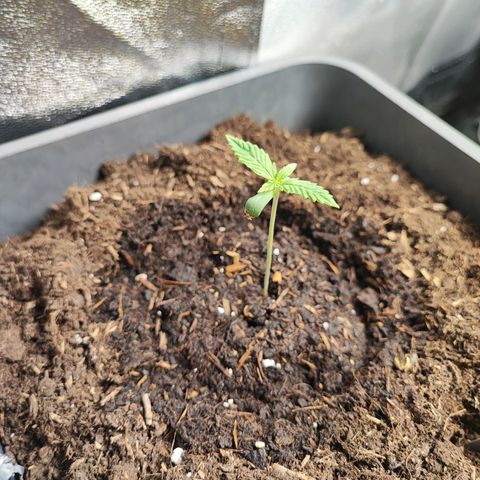 Strawberry Gorilla Auto  growlog photo: Erste Woche in der Erde 
