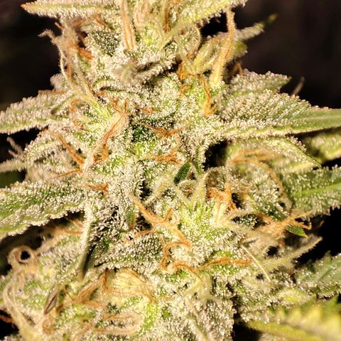 Banana Purple Punch Auto growlog photo: Nahaufnahme der Buds