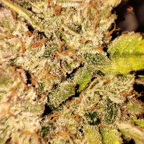Banana Purple Punch Auto growlog photo: Nahaufnahme der Buds
