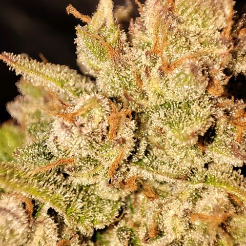 Banana Purple Punch Auto growlog photo: Nahaufnahme der Buds