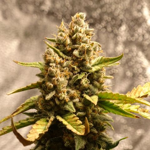 Banana Purple Punch Auto growlog timeline photo